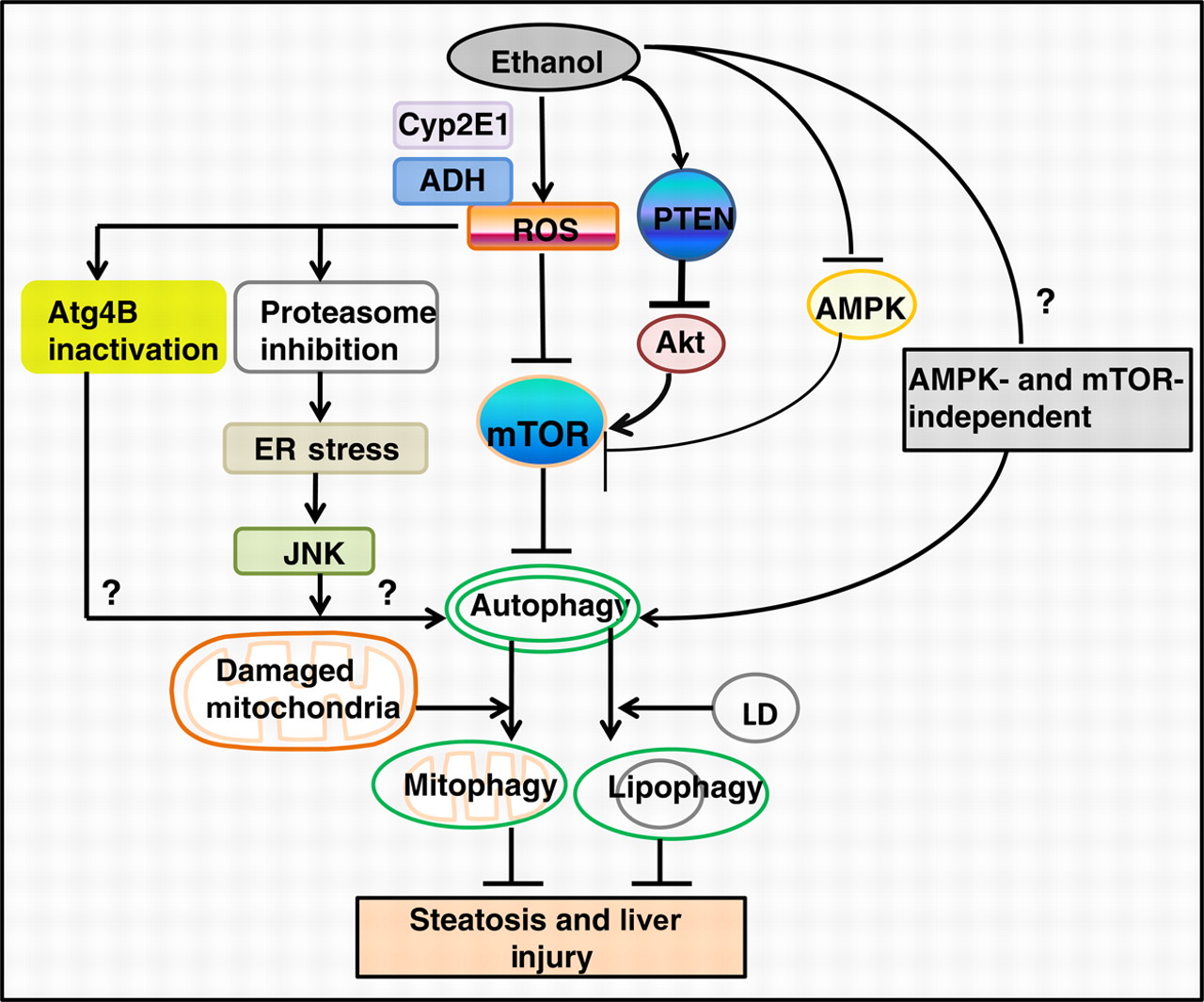 alcoholmitophagy