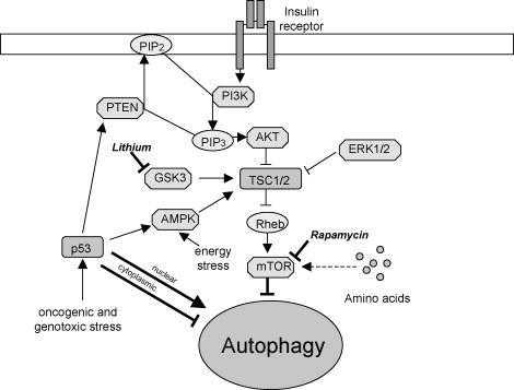 drugsautophagy