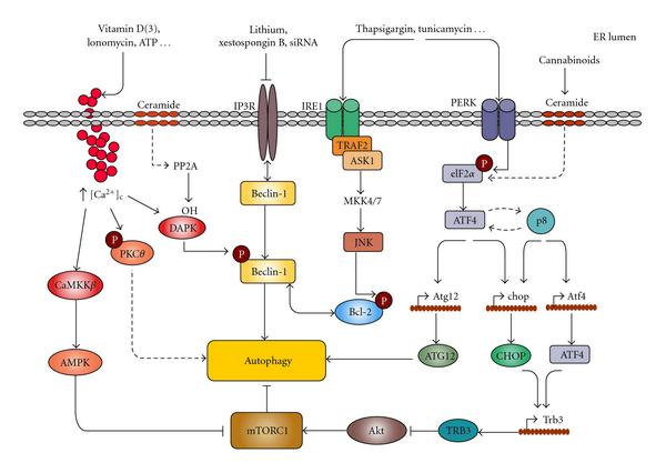 erstressautophagy