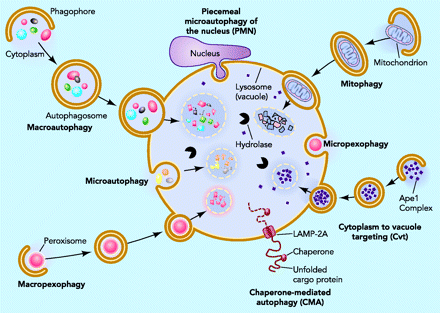 kindsofautophagy