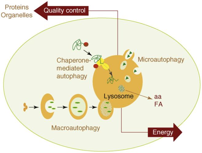 kindsofautophagy1