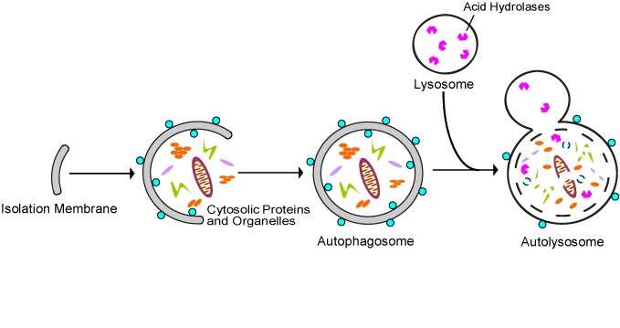 macroautophagy