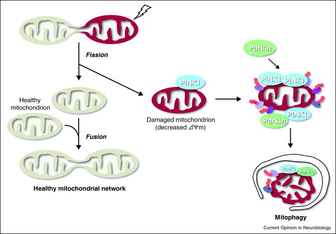 mitophagy1