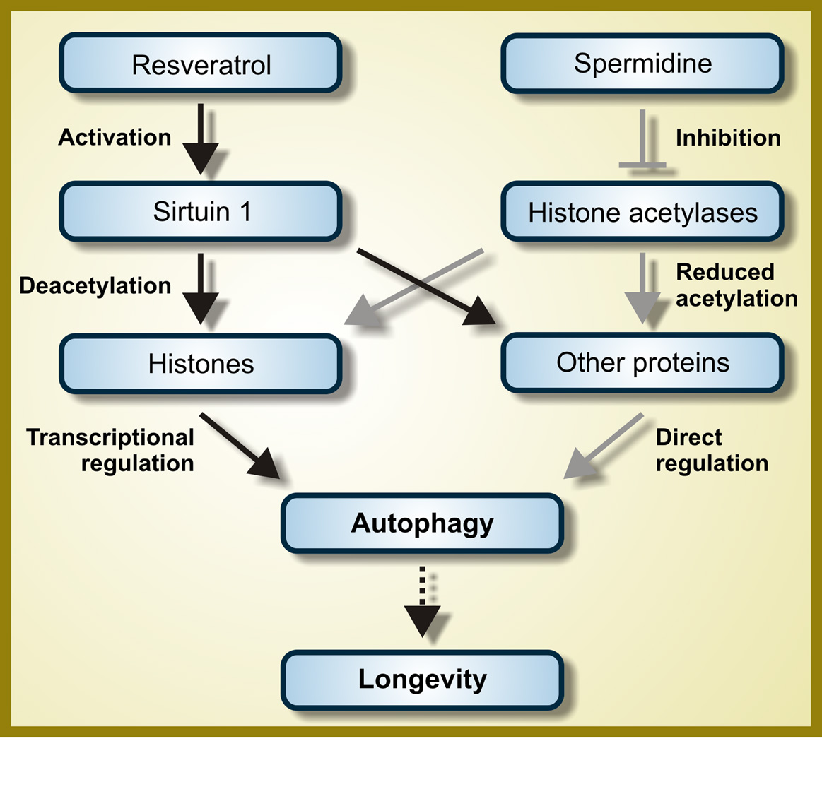 resveratrolspermidineautophagy